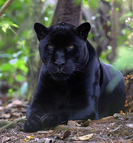 Panther Cat